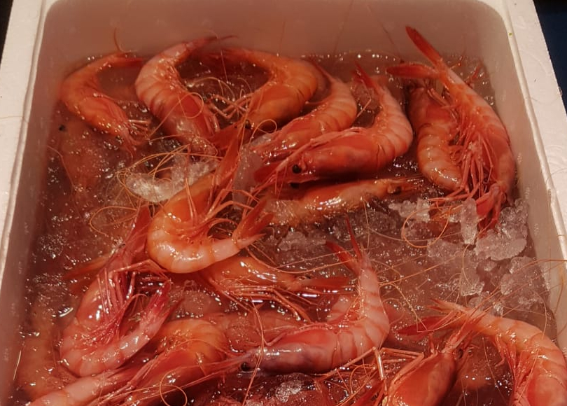 Gamba roja del mercado de pescados de Mercamadrid