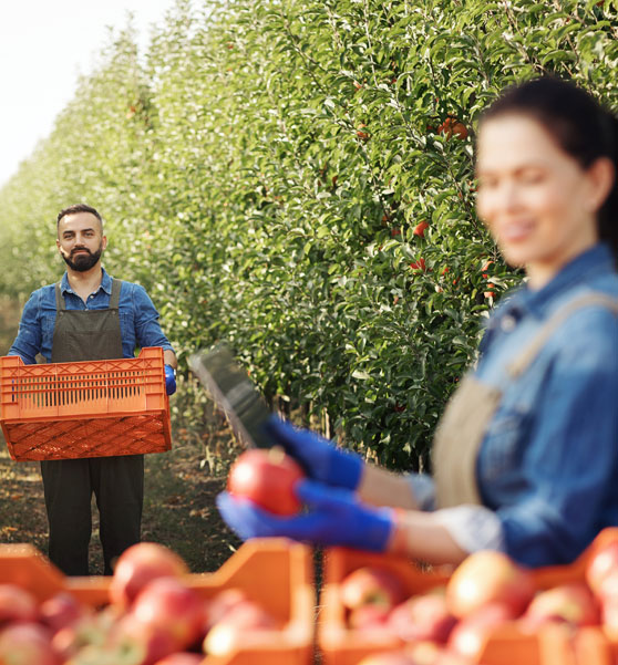 Agricultores recogiendo manzanas