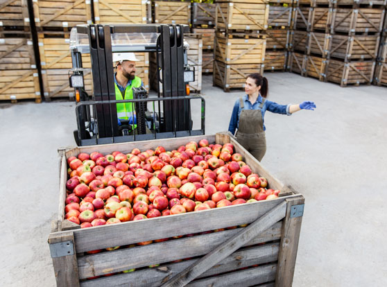 Trabajadores transportando una caja grande de manzanas con un torito eléctrico en una nave.