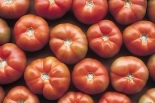 Conjunto de tomates