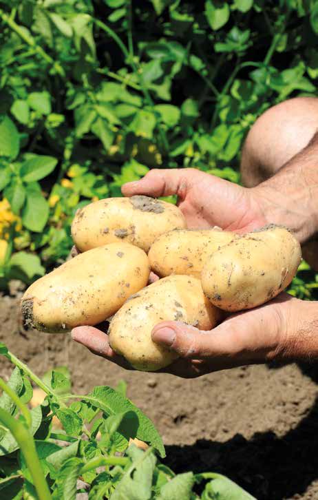 Manos de un agricultar sosteniendo 5 patatas recién sacadas de la tierra
