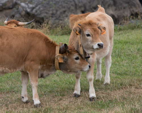 pareja de vacas jóvenes