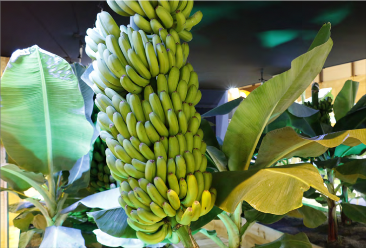 Frutas