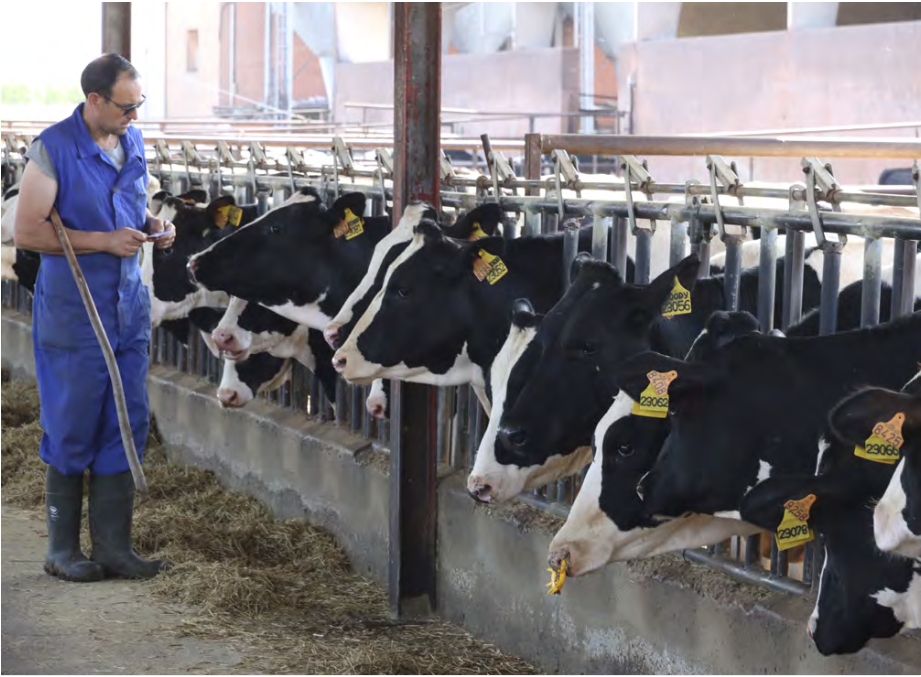 Leche y productos lácteos