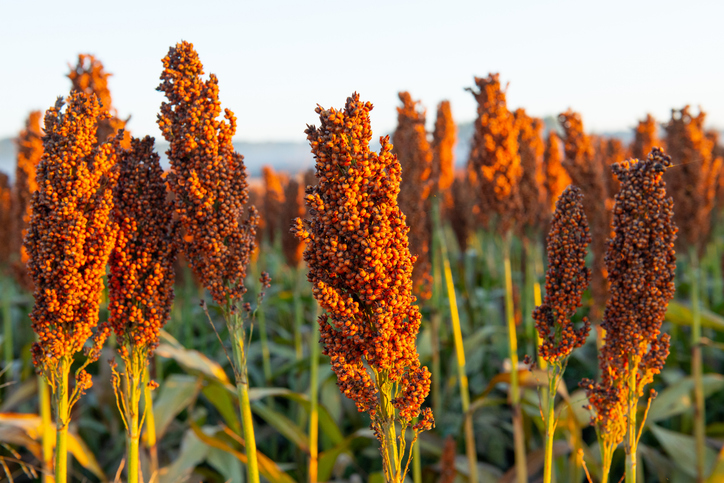 Sorgo