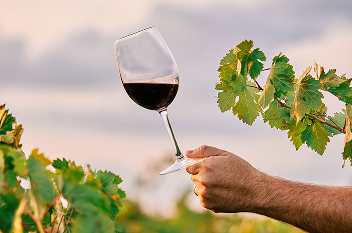 Vino